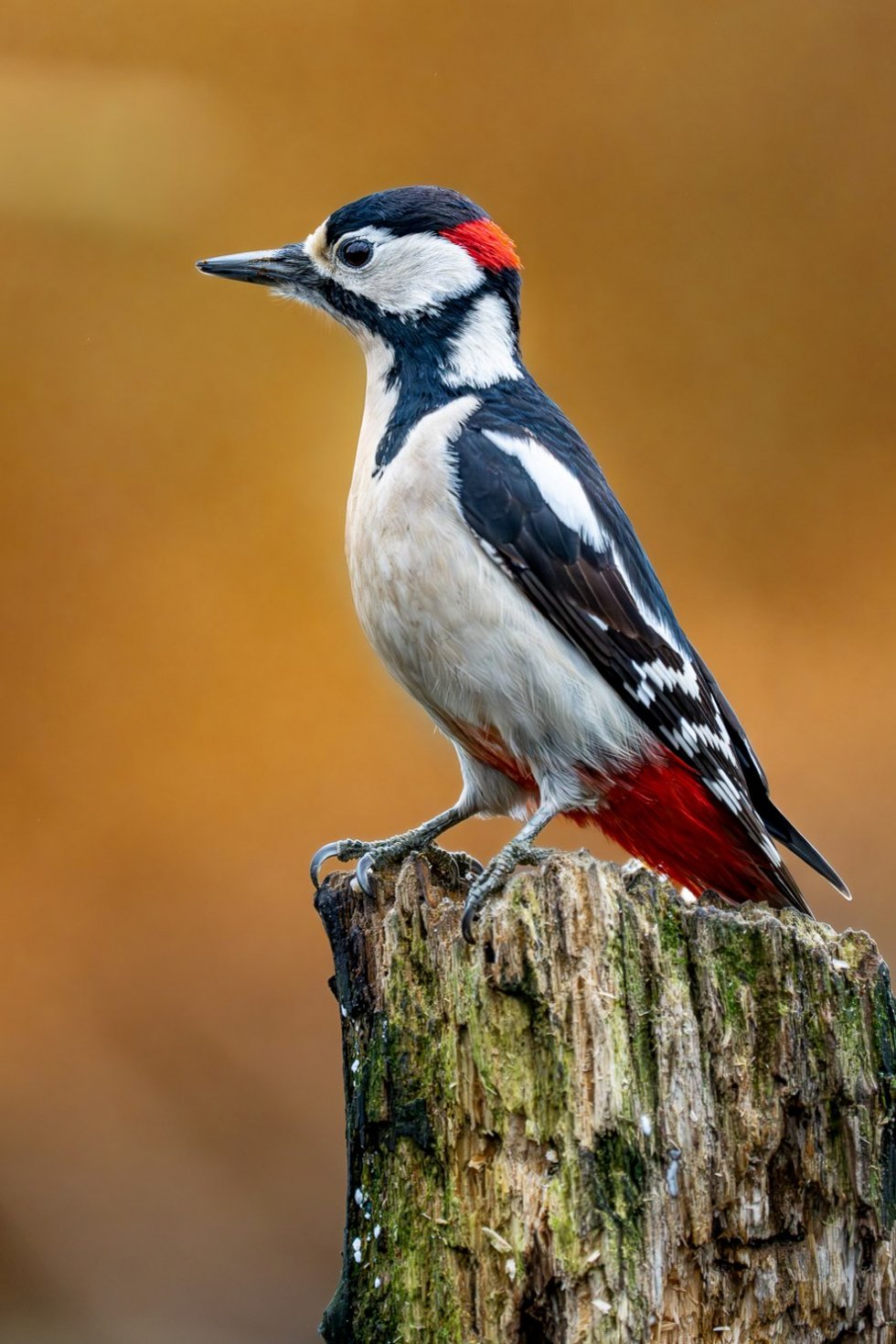 Vogelwandeling in Sparrenrijk